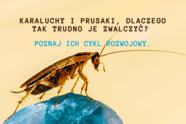 karaluchy prusaki