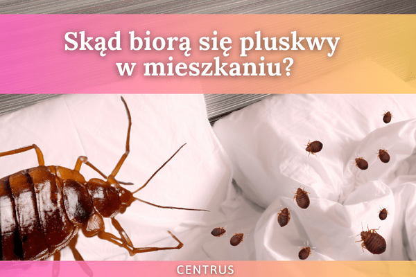 pluskwy