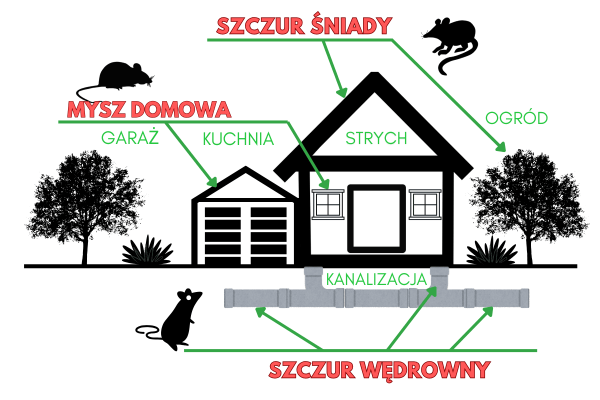 Występowanie szczurów i myszy