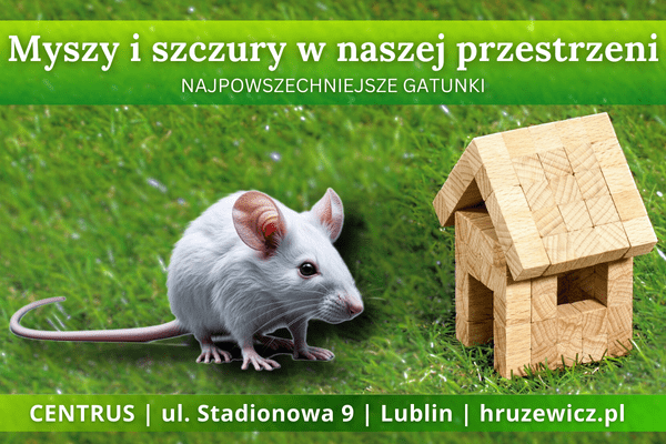 myszy, szczury